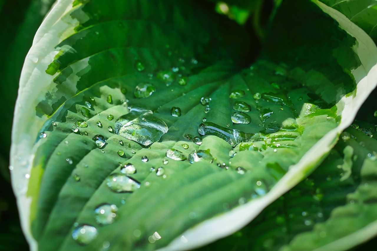 leaf  drip  rain free photo