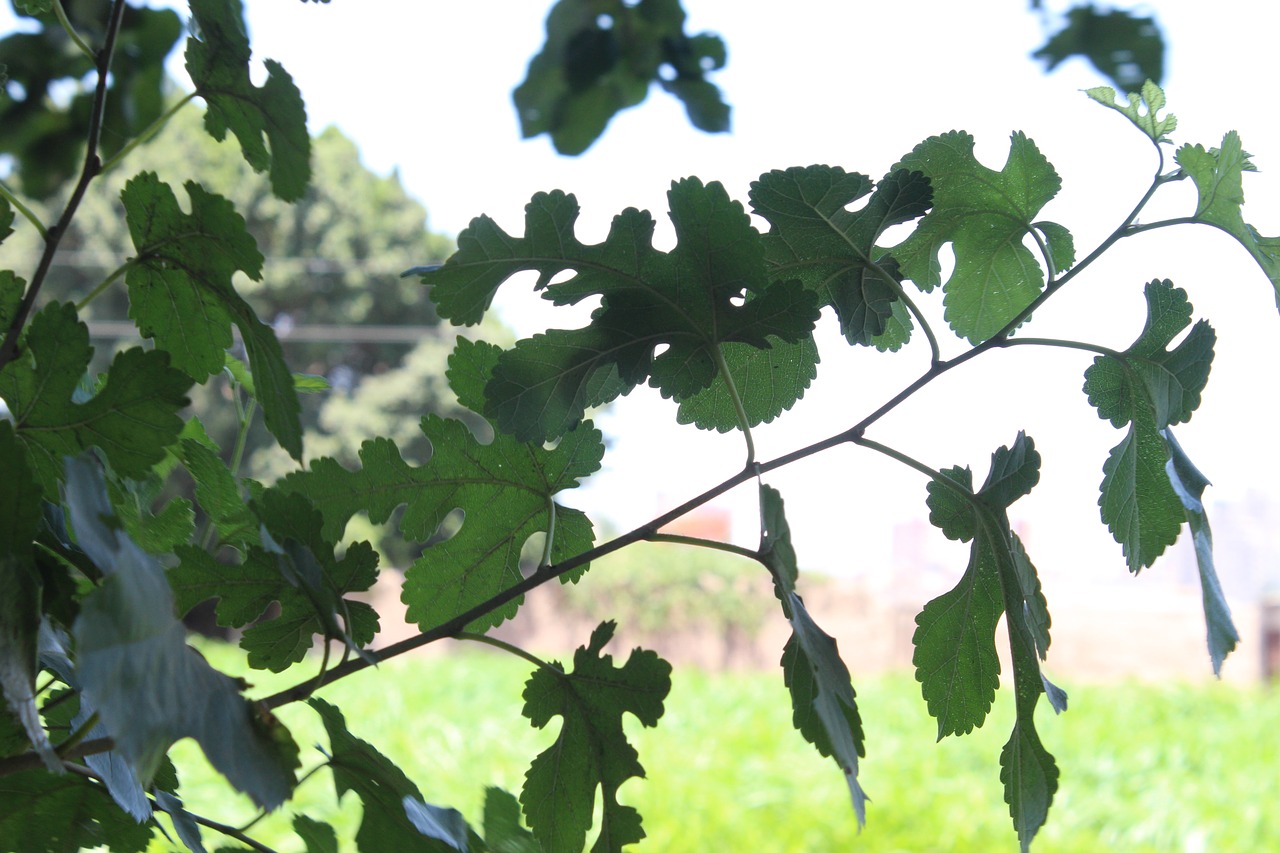 leaf  green  nature free photo