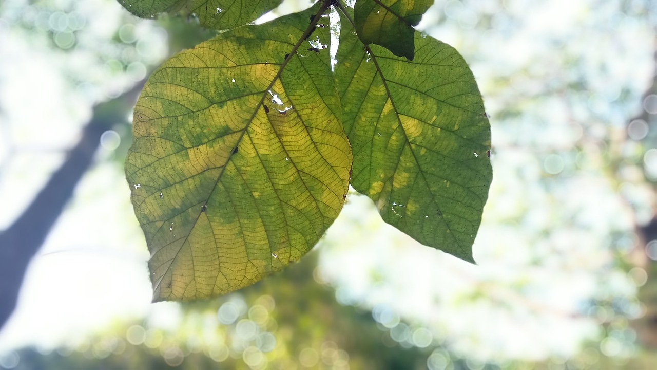 leaf  nature  growth free photo