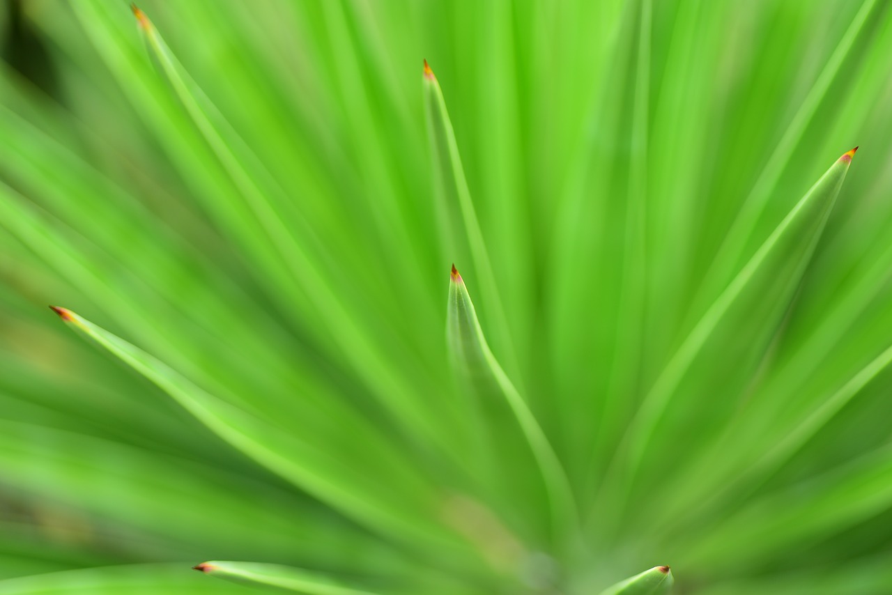 leaf  plant  close-up free photo