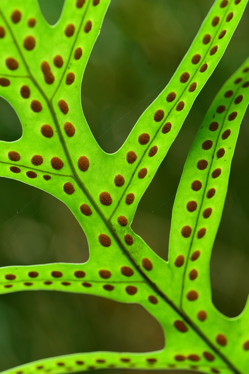 leaf  plant  close-up free photo