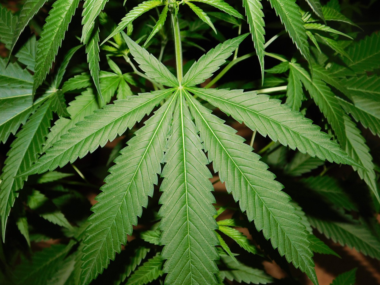 leaf  green  marijuana free photo