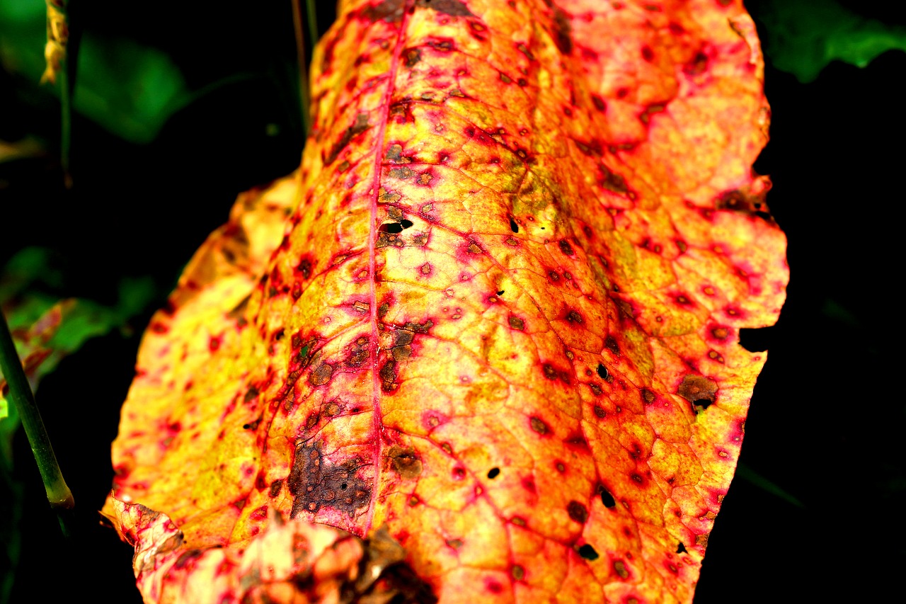 leaf  colorful  nature free photo