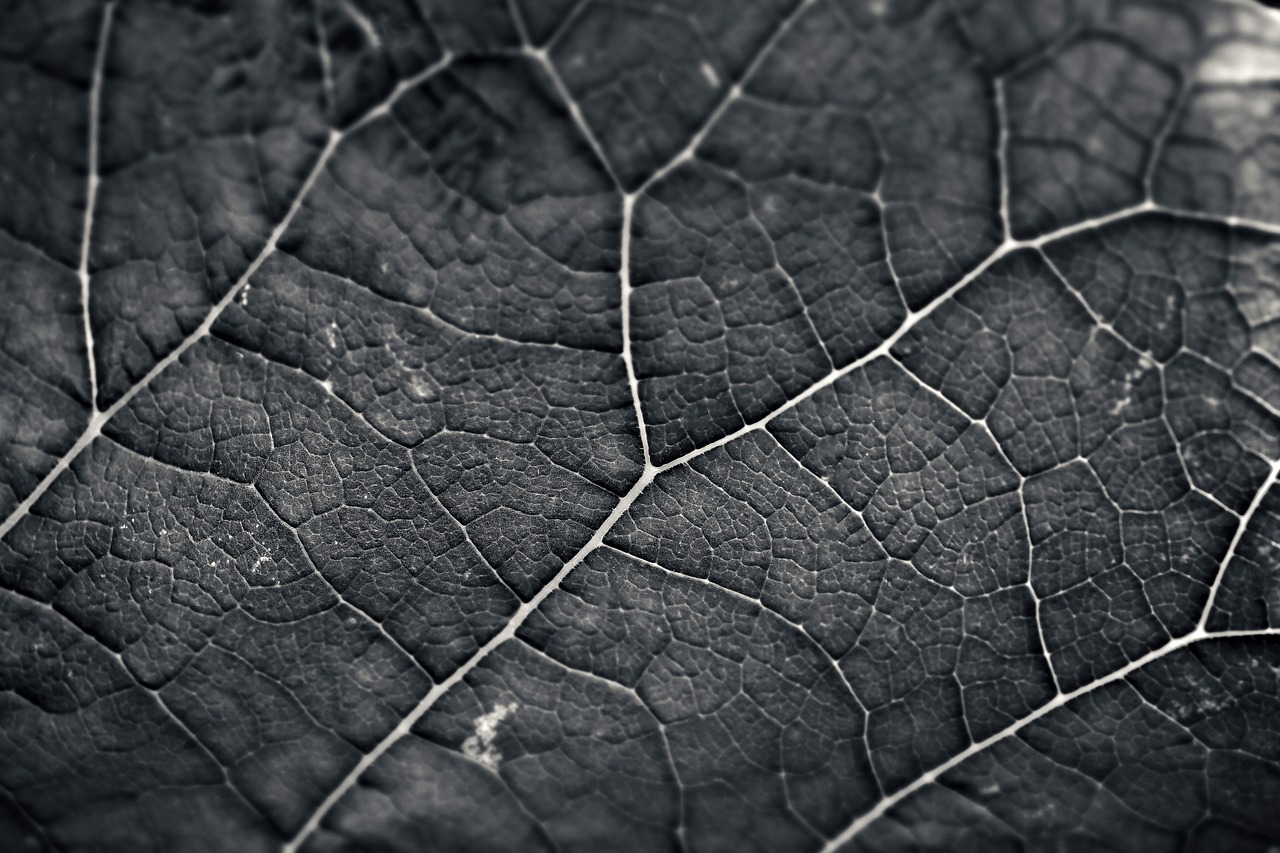 leaf  structure  texture free photo