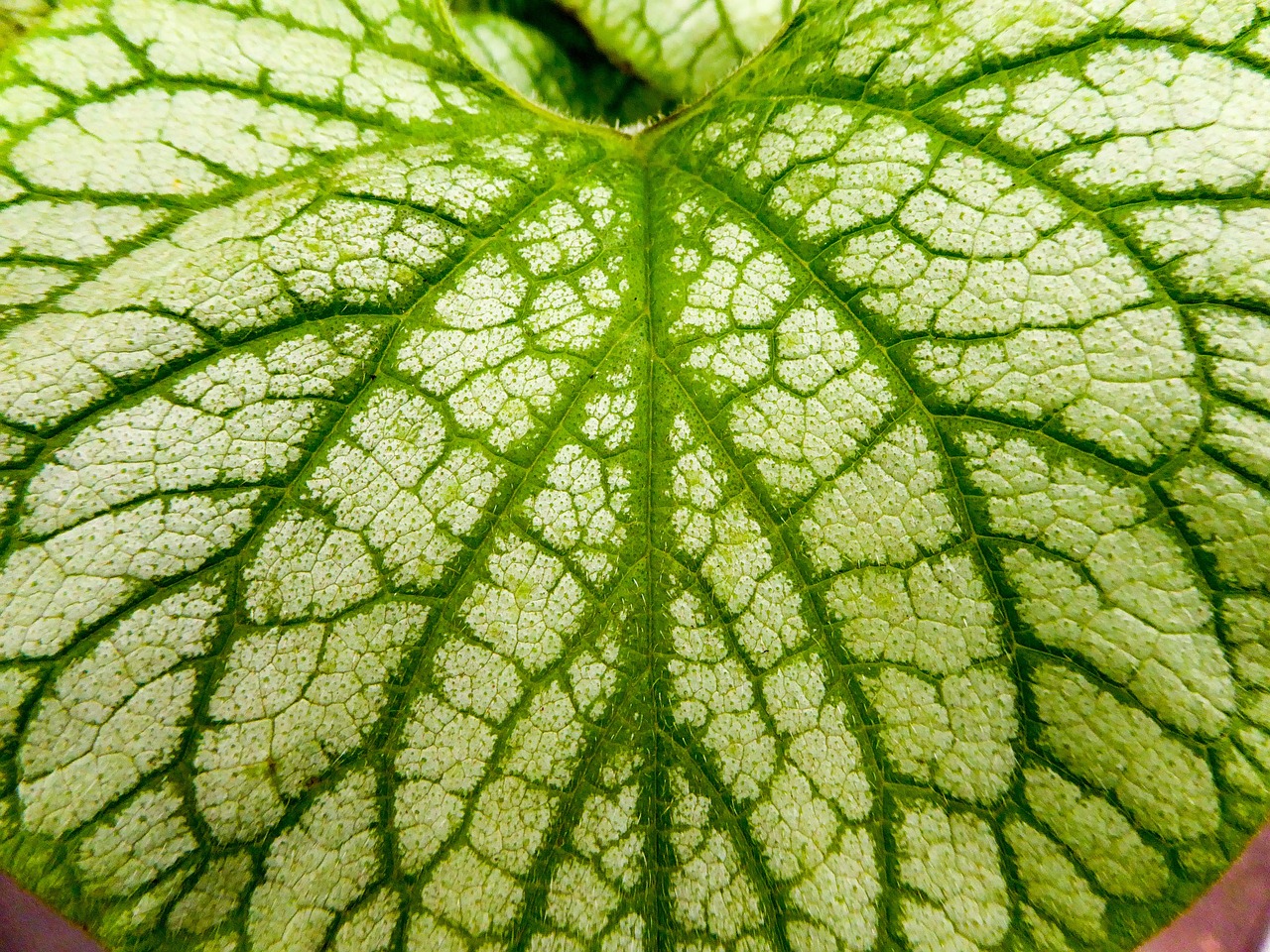 leaf  leaves  green free photo