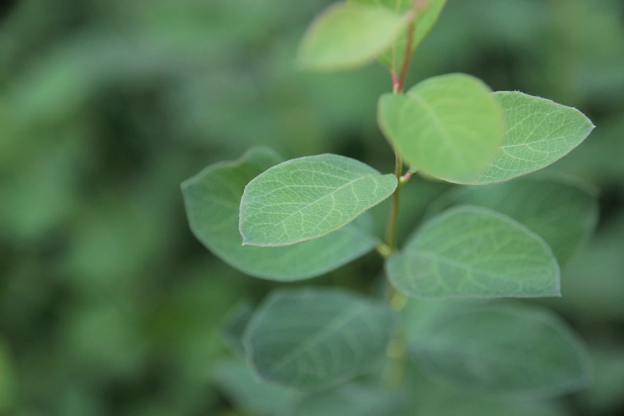 leaf  branch  leaves free photo