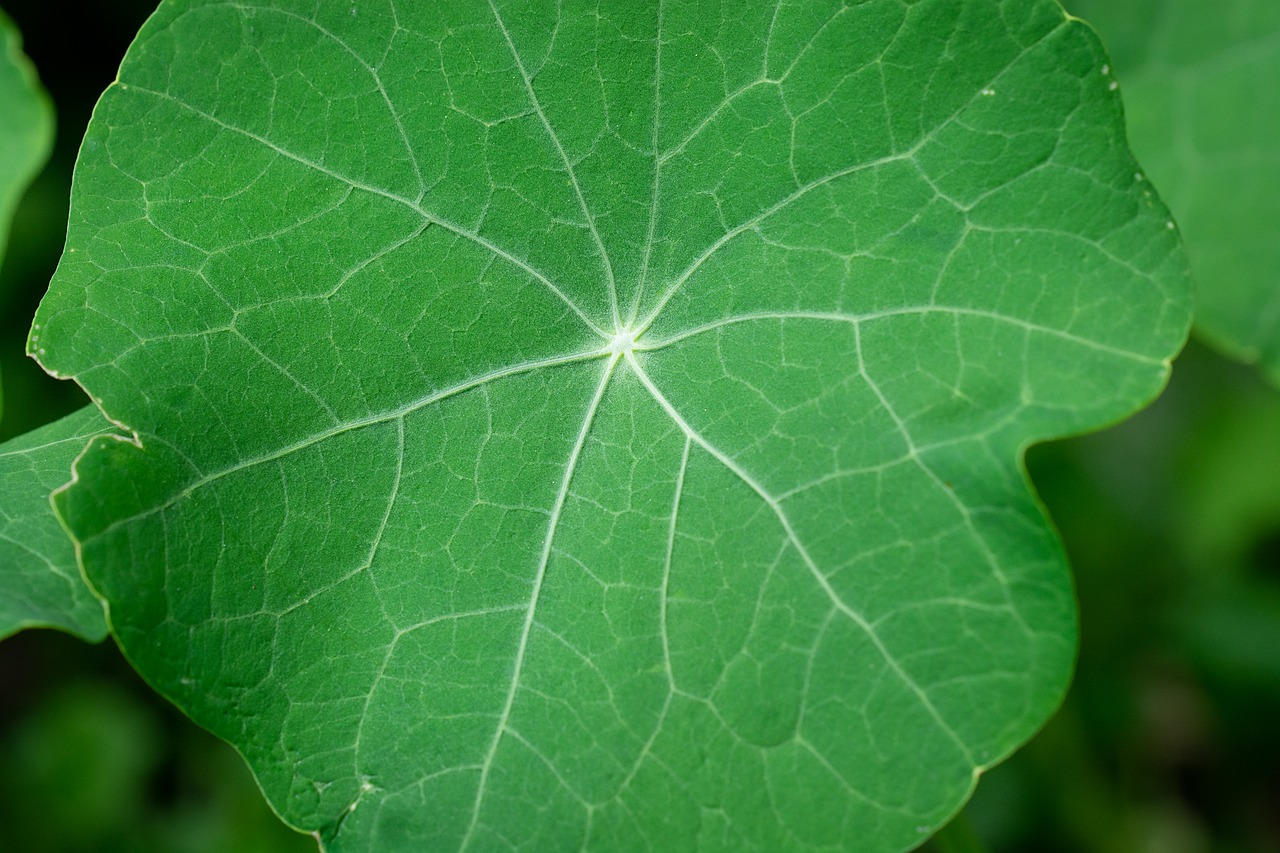 leaf  green  green leaf free photo