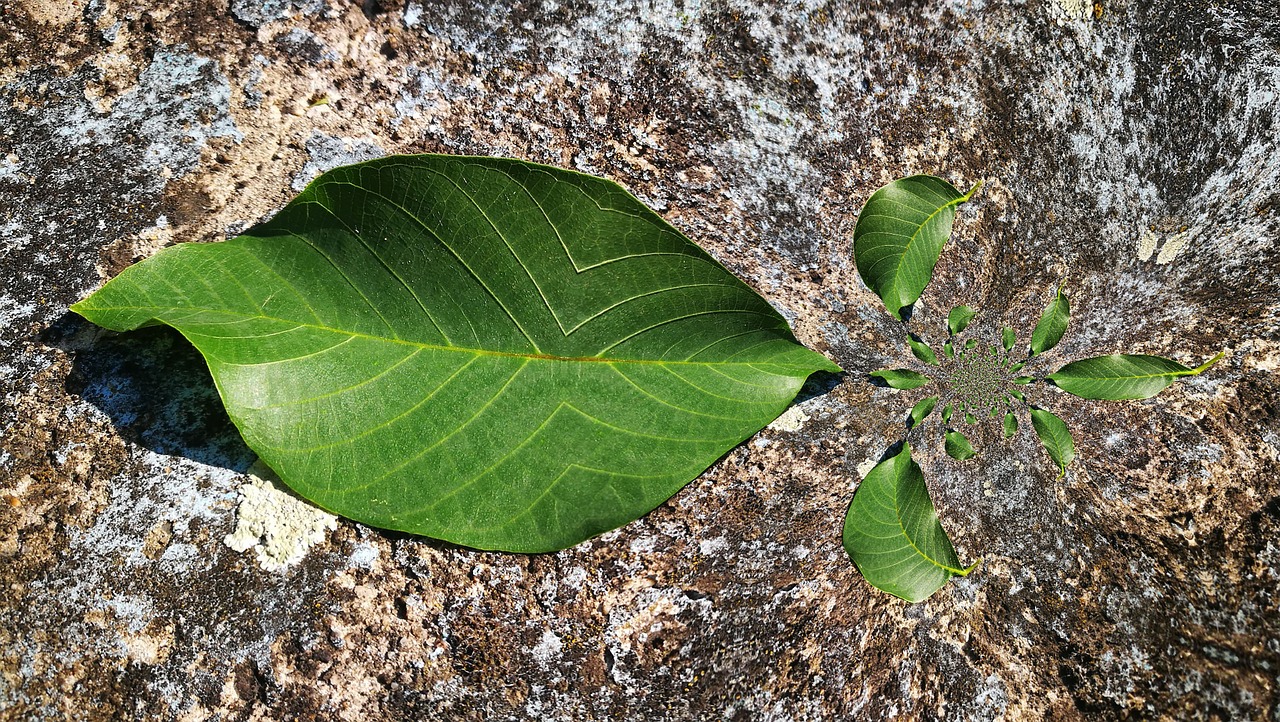 leaf  green  nature free photo