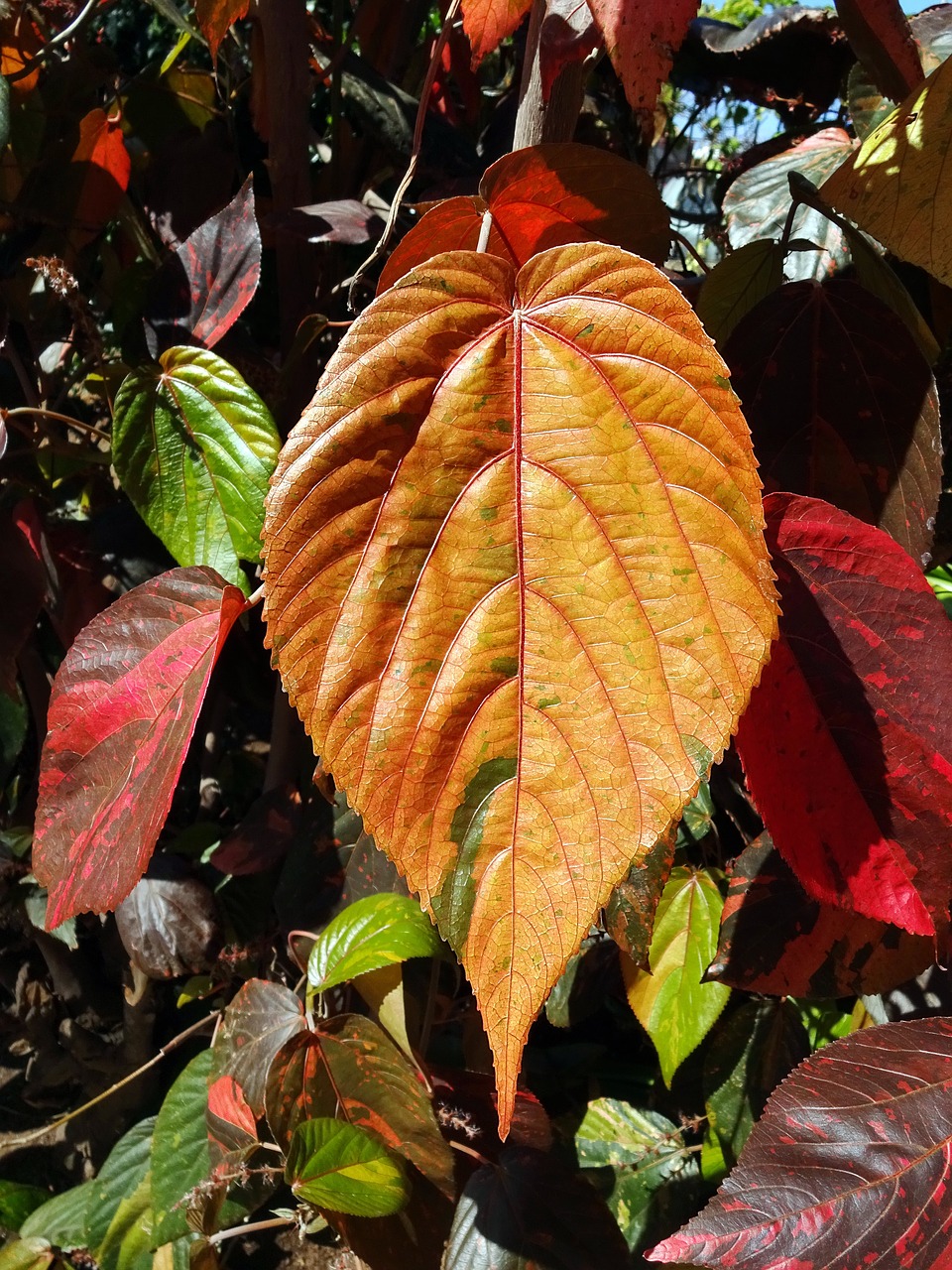 leaf  brown  colorful free photo