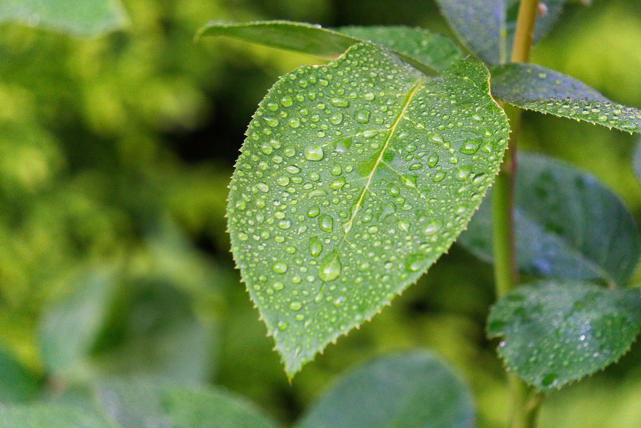 leaf  rose  green free photo