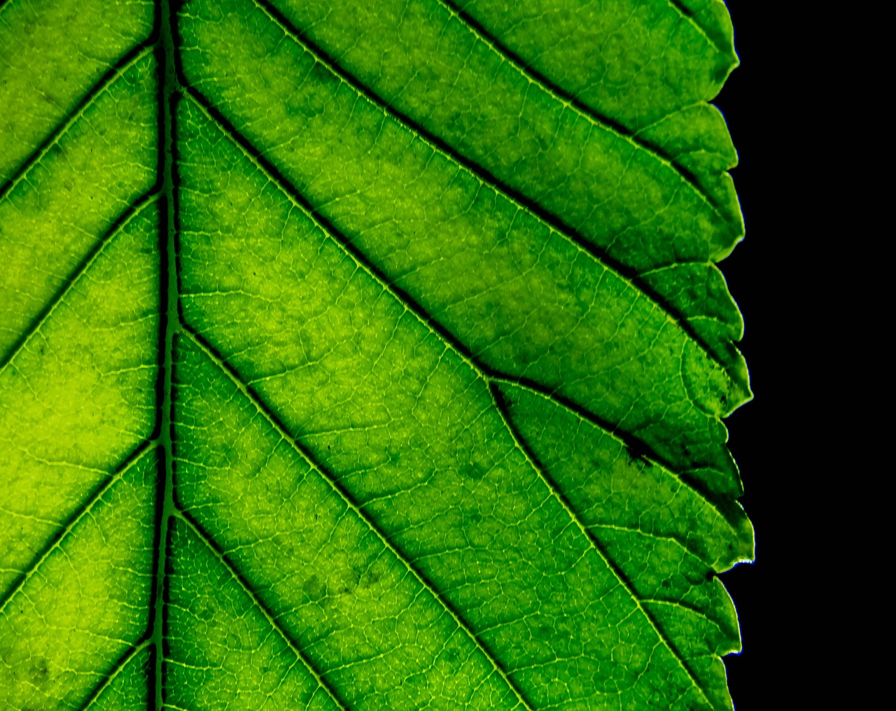 leaf  nature  leaves free photo