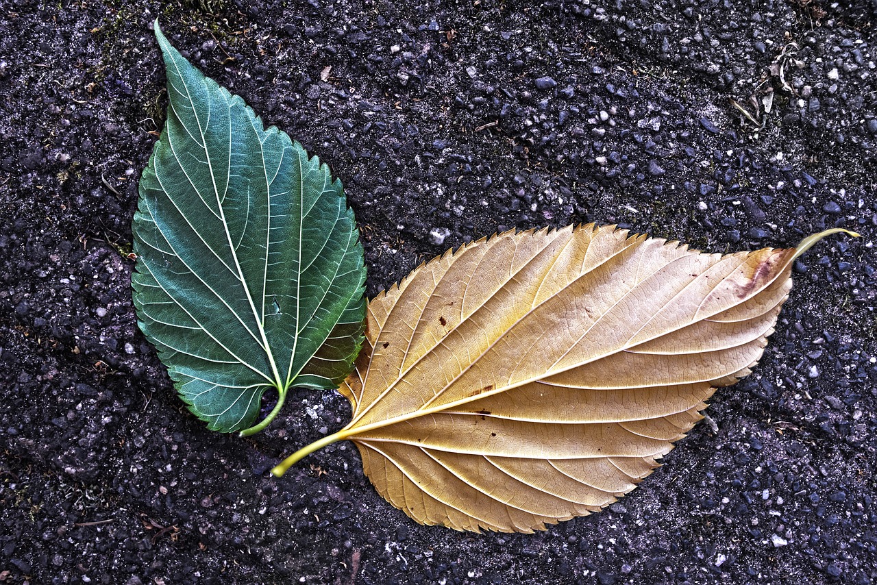 leaf  vein  pattern free photo