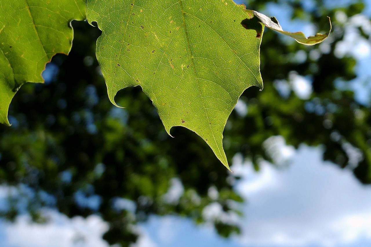 leaf  tree  nature free photo