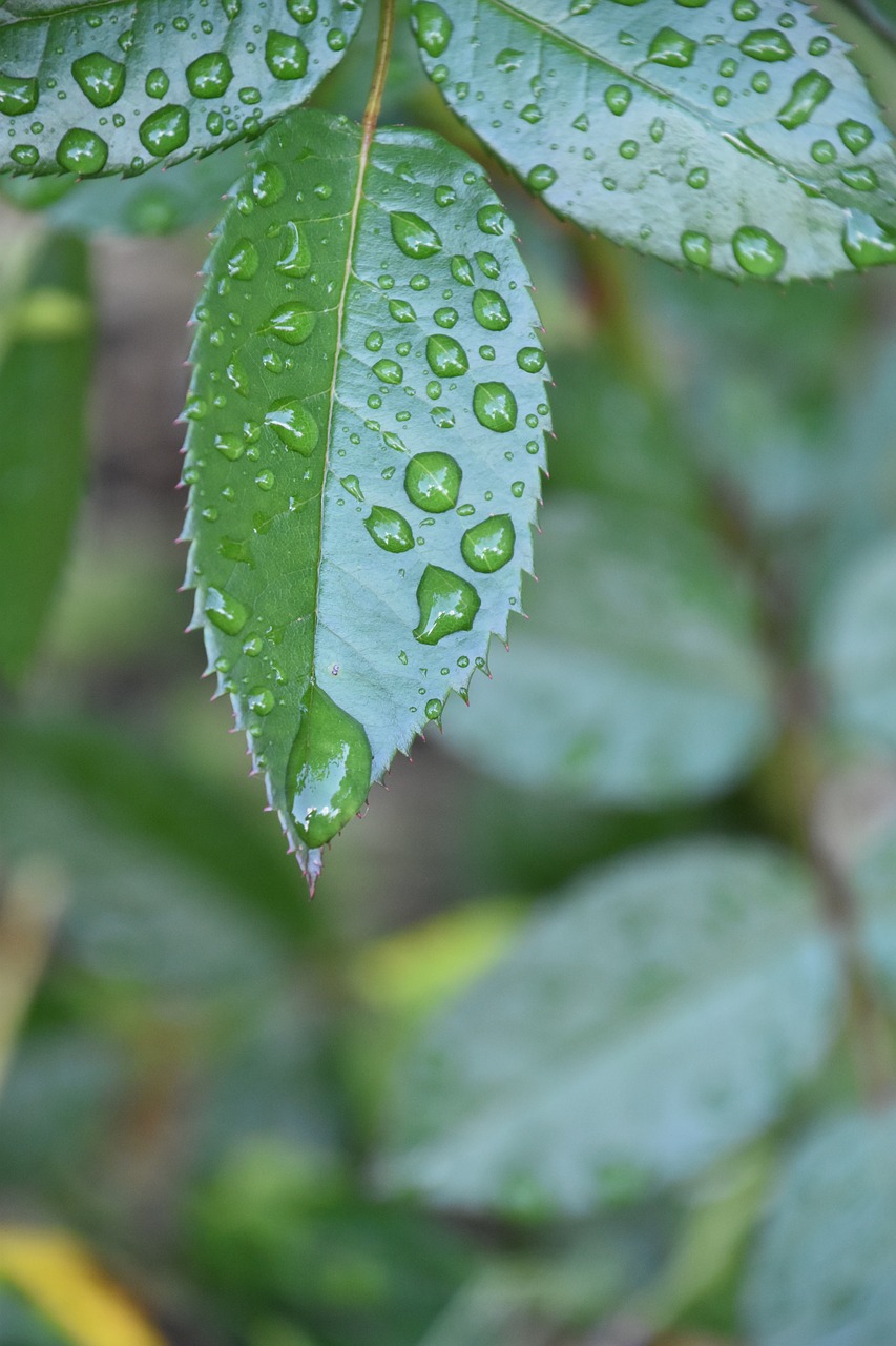 leaf  rosebush  drop free photo