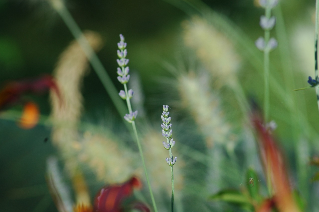 leaf  nature  flora free photo