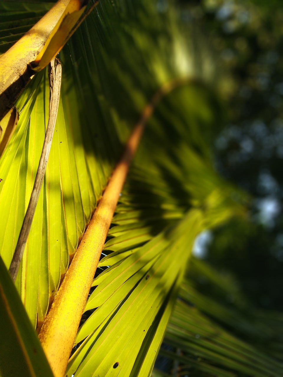 leaf  green  nature free photo