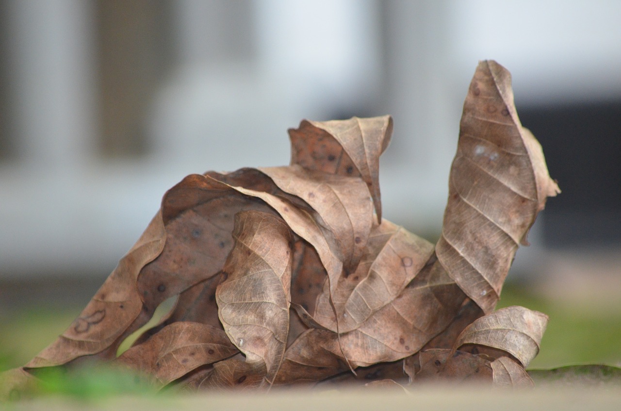 leaf  old leaf  leave free photo