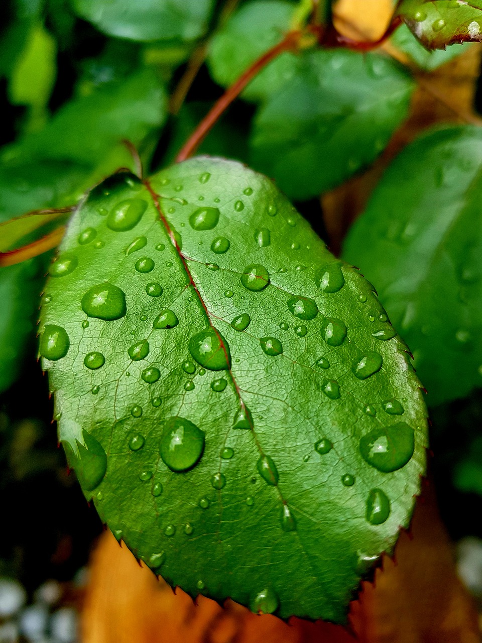 leaf  flower  rain free photo