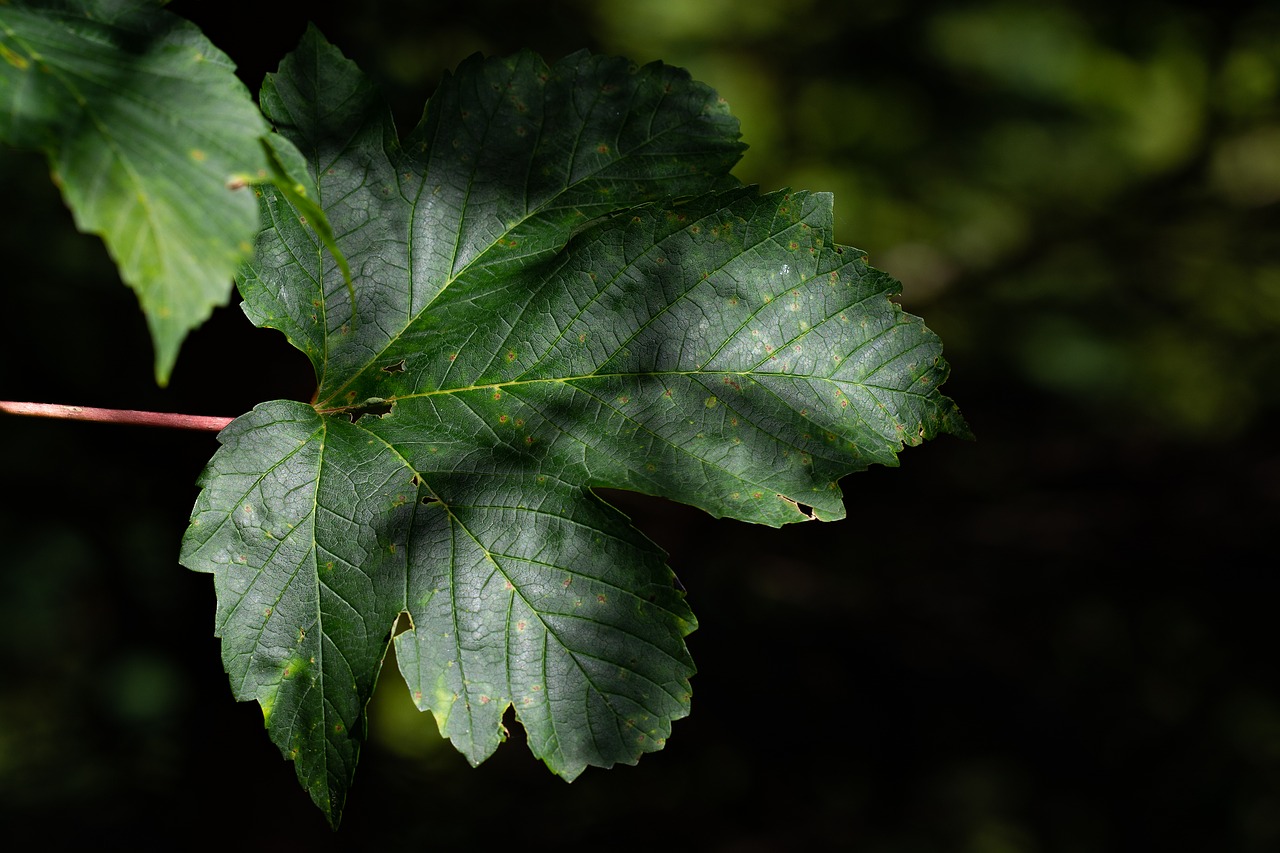 leaf  green  leaf structure free photo