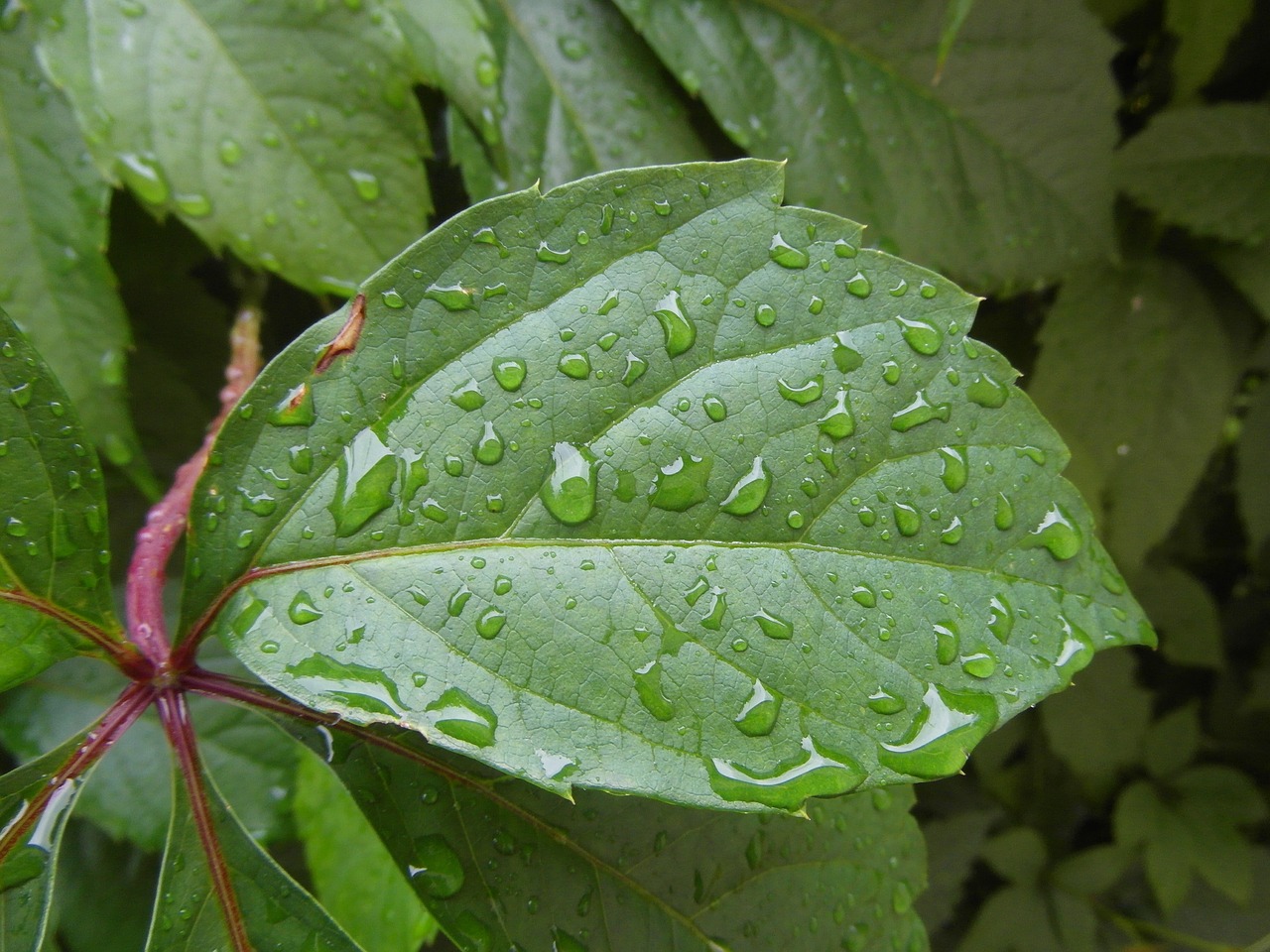 leaf  green  nature free photo