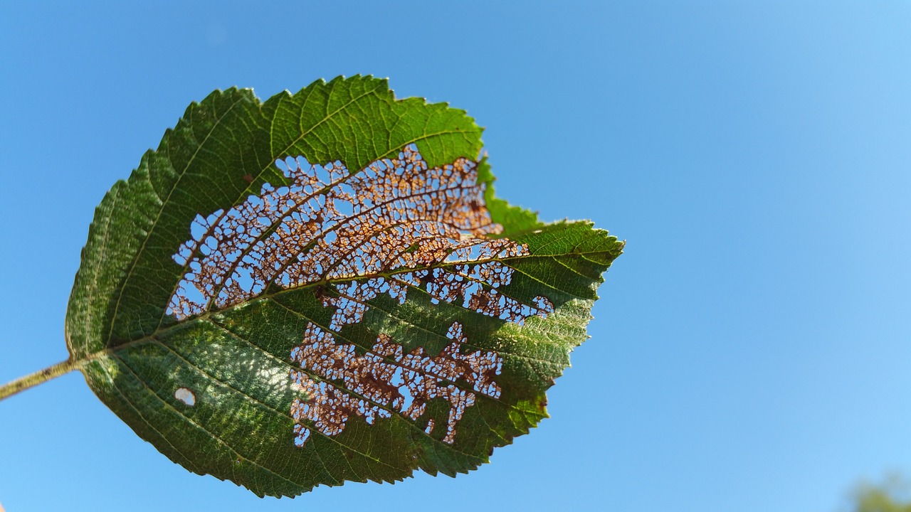 leaf  autumn  leaves free photo