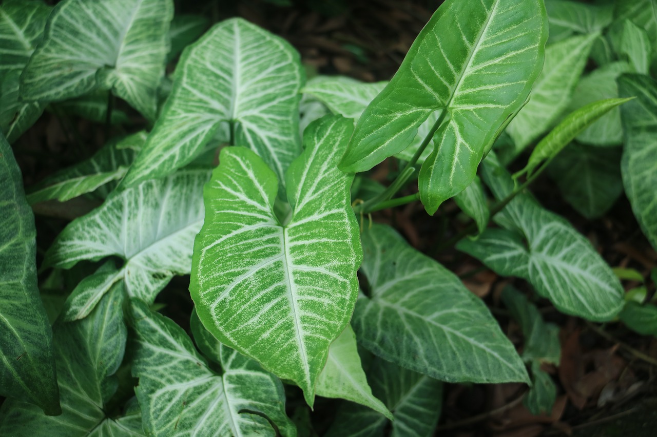 leaf  plant  green plants free photo