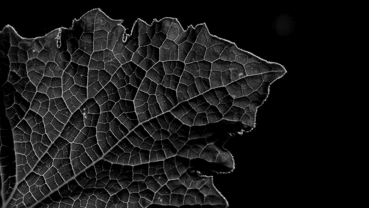 leaf  leaf texture  grain free photo