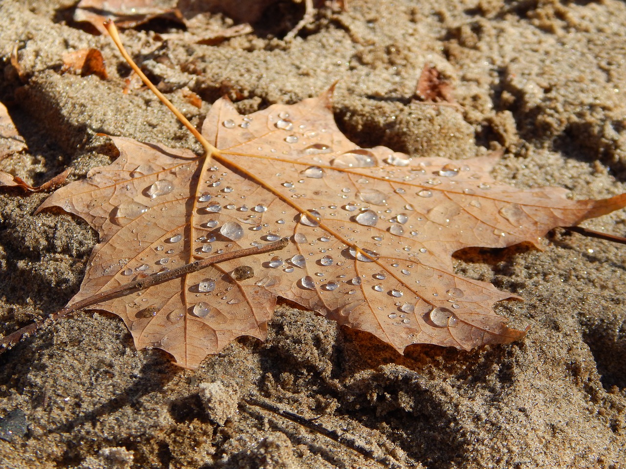 leaf  dew  fall free photo