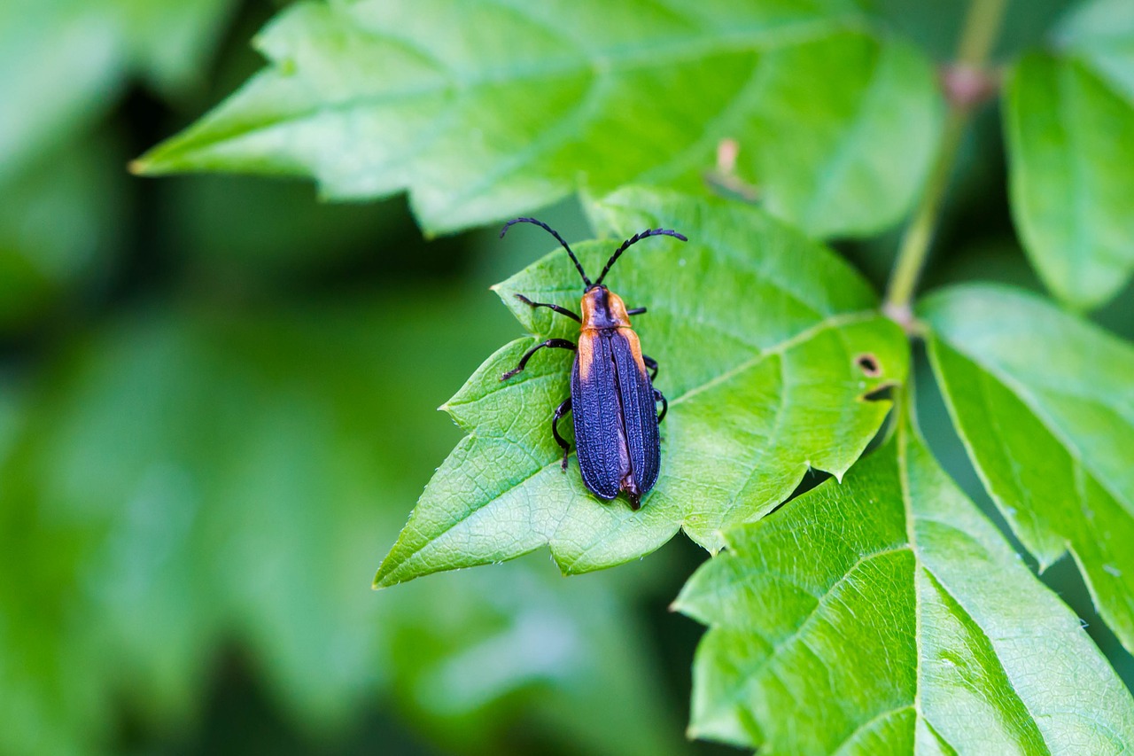 leaf  green  insect free photo