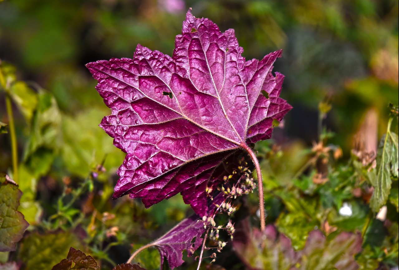 leaf  plant  purple free photo