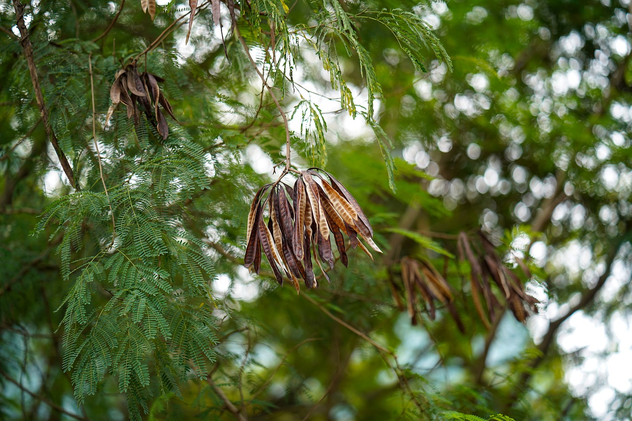 leaf  tree  green color free photo