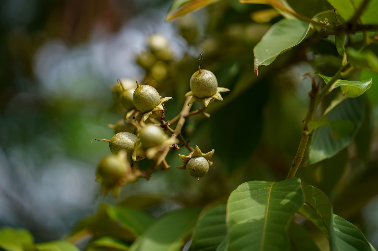 leaf  tree  close-up free photo