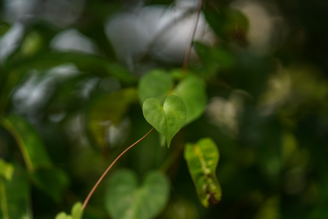 leaf  tree  close-up free photo