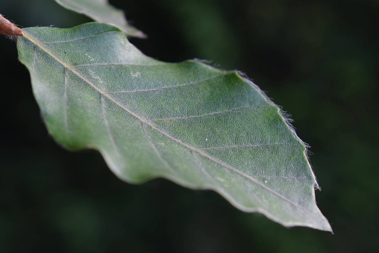 leaf  close up  green free photo