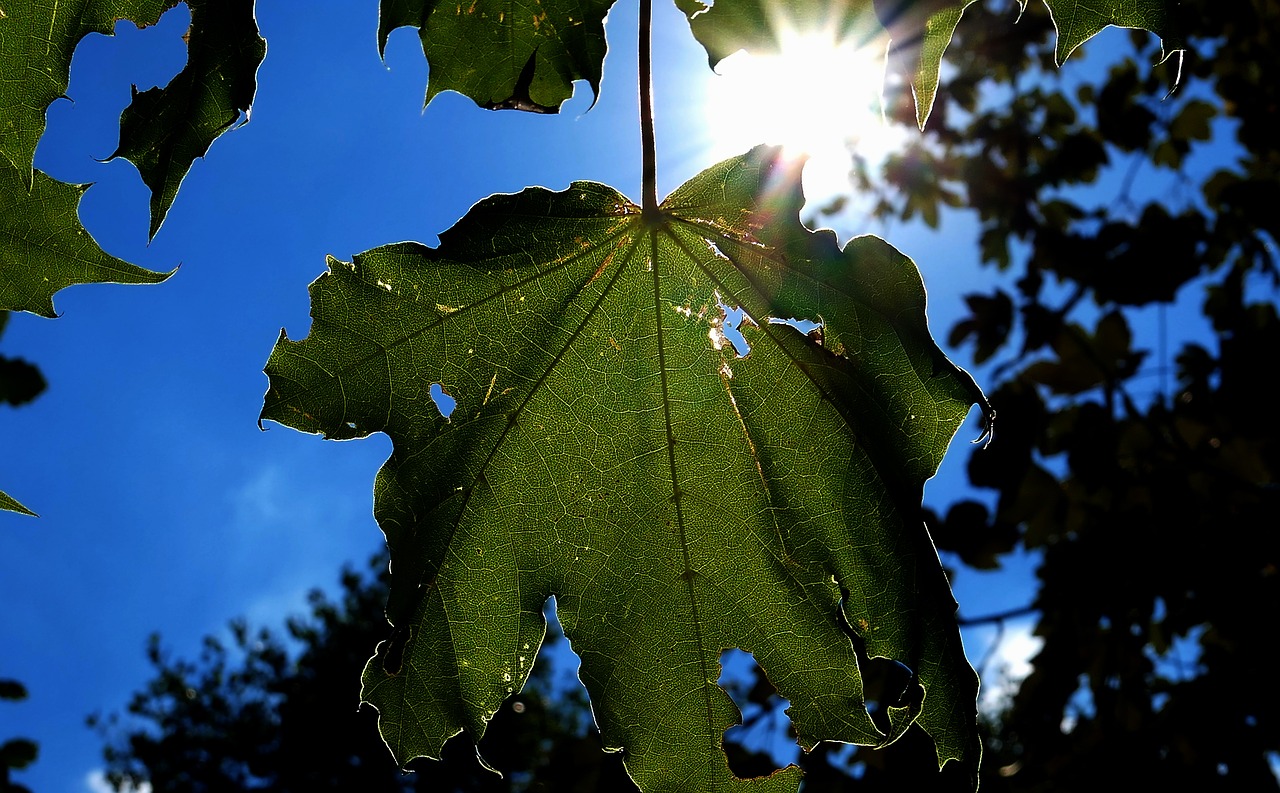 leaf  tree  nature free photo