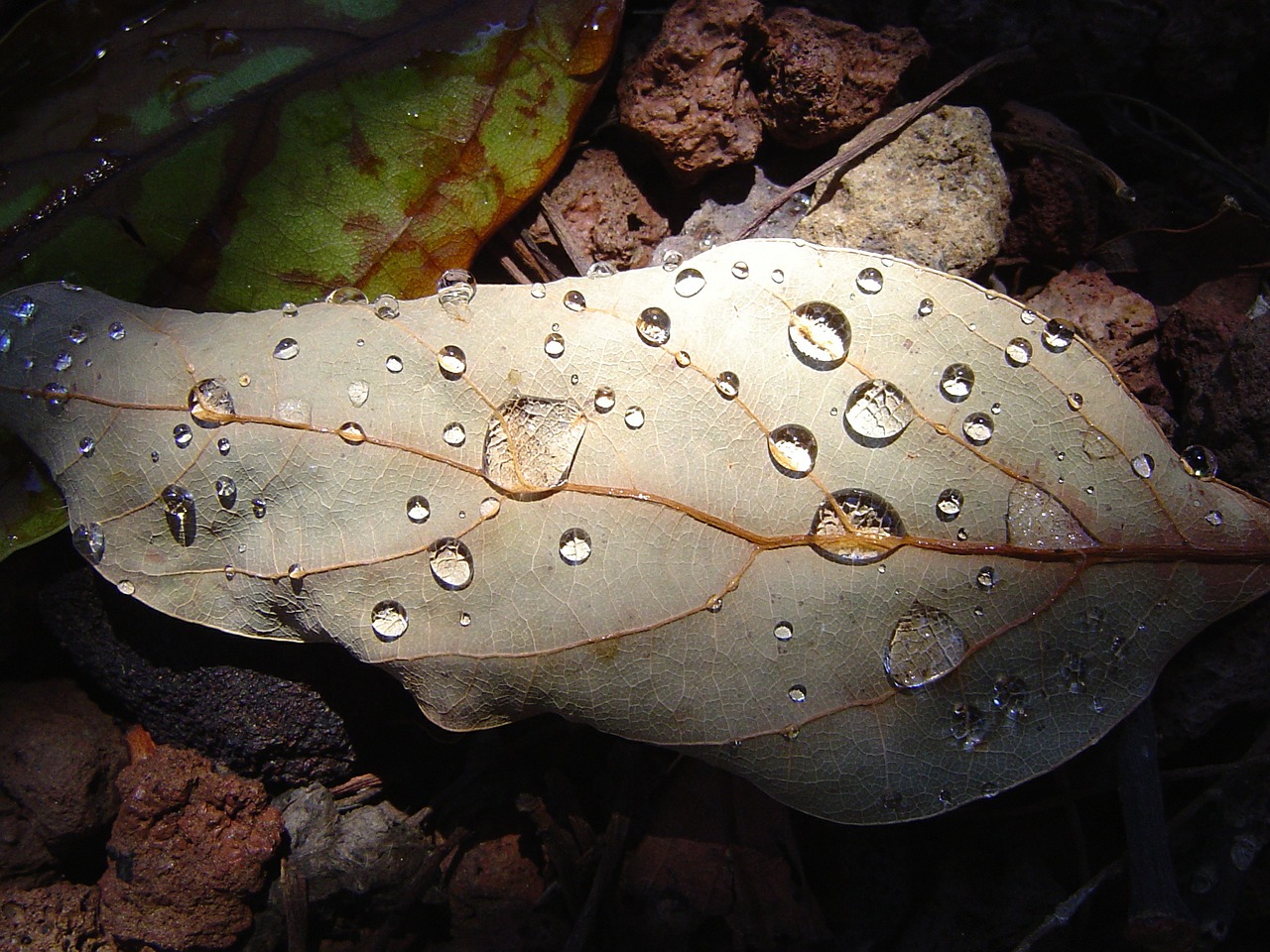 leaf drops shadow free photo