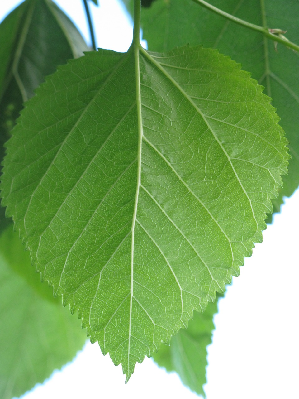 leaf green nature free photo