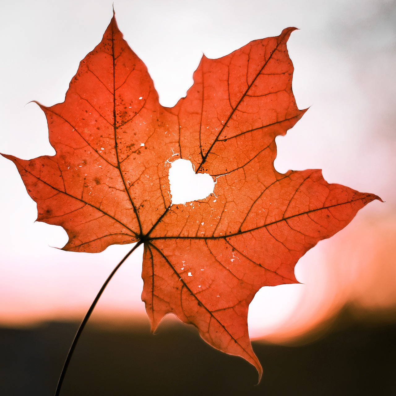 leaf  heart  love free photo