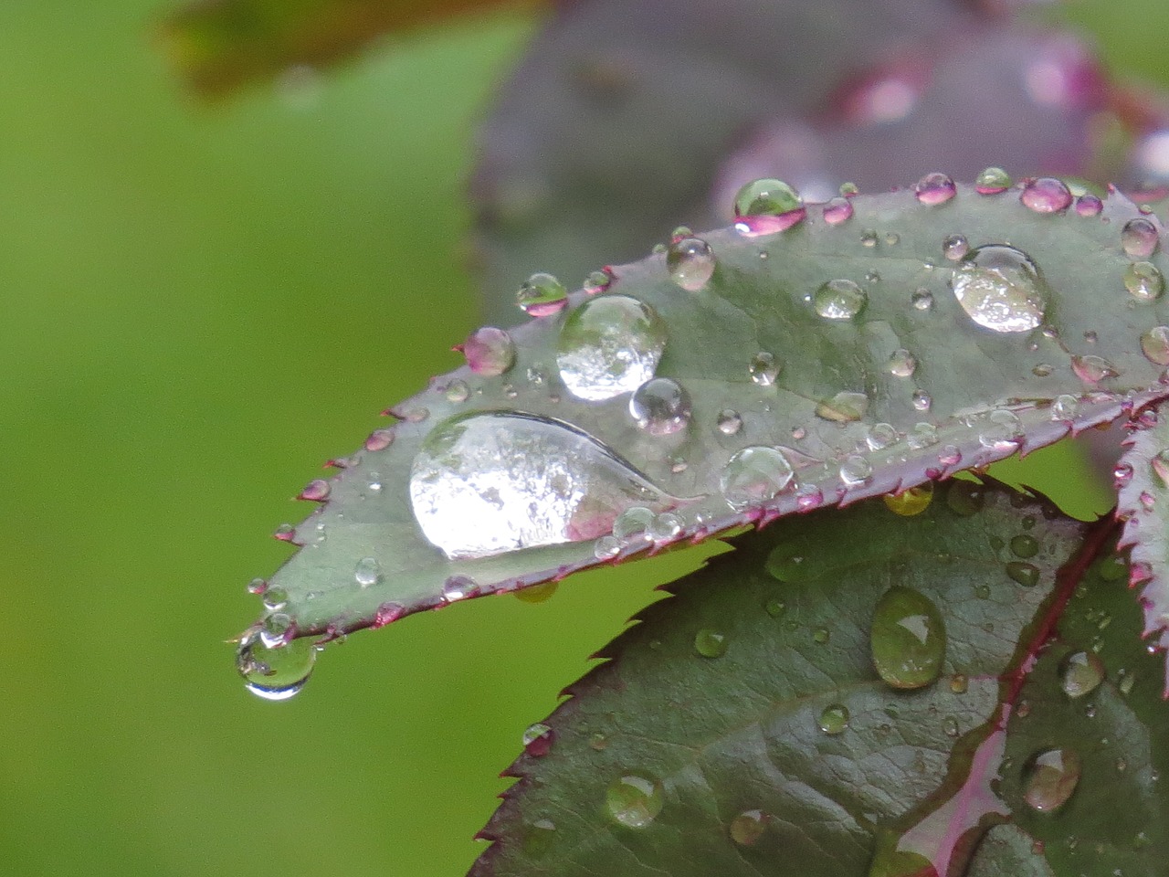 leaf  rose  drip free photo