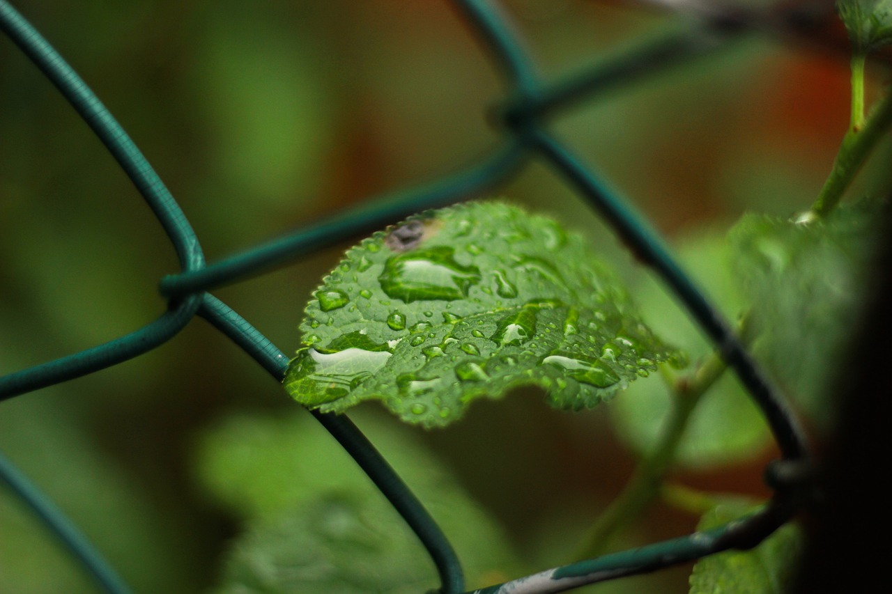 leaf  leaves  plant free photo