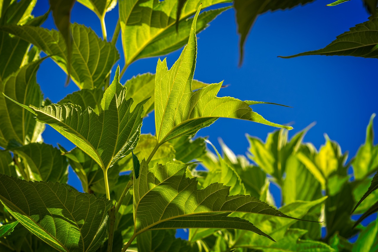 leaf  green  backlighting free photo