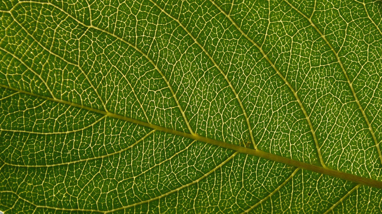 leaf  backlit  green free photo