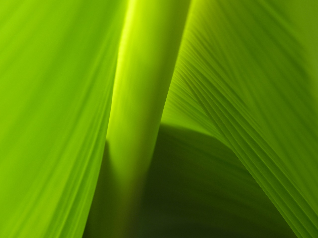 leaf  banana plantation  nature free photo