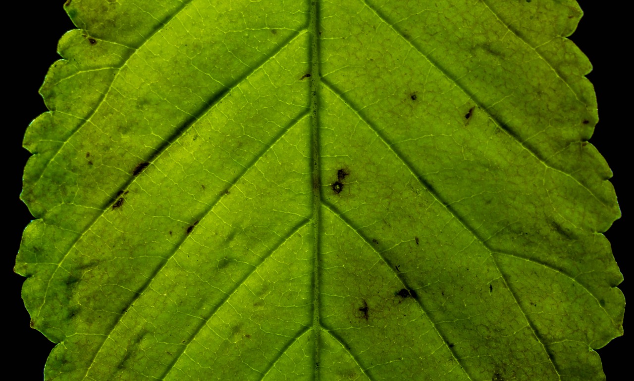 leaf  green  macro free photo