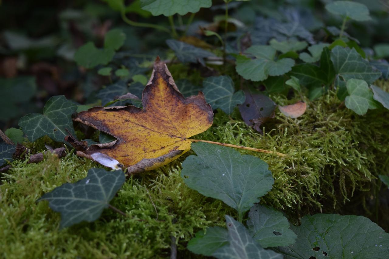 leaf  leaves  orange free photo