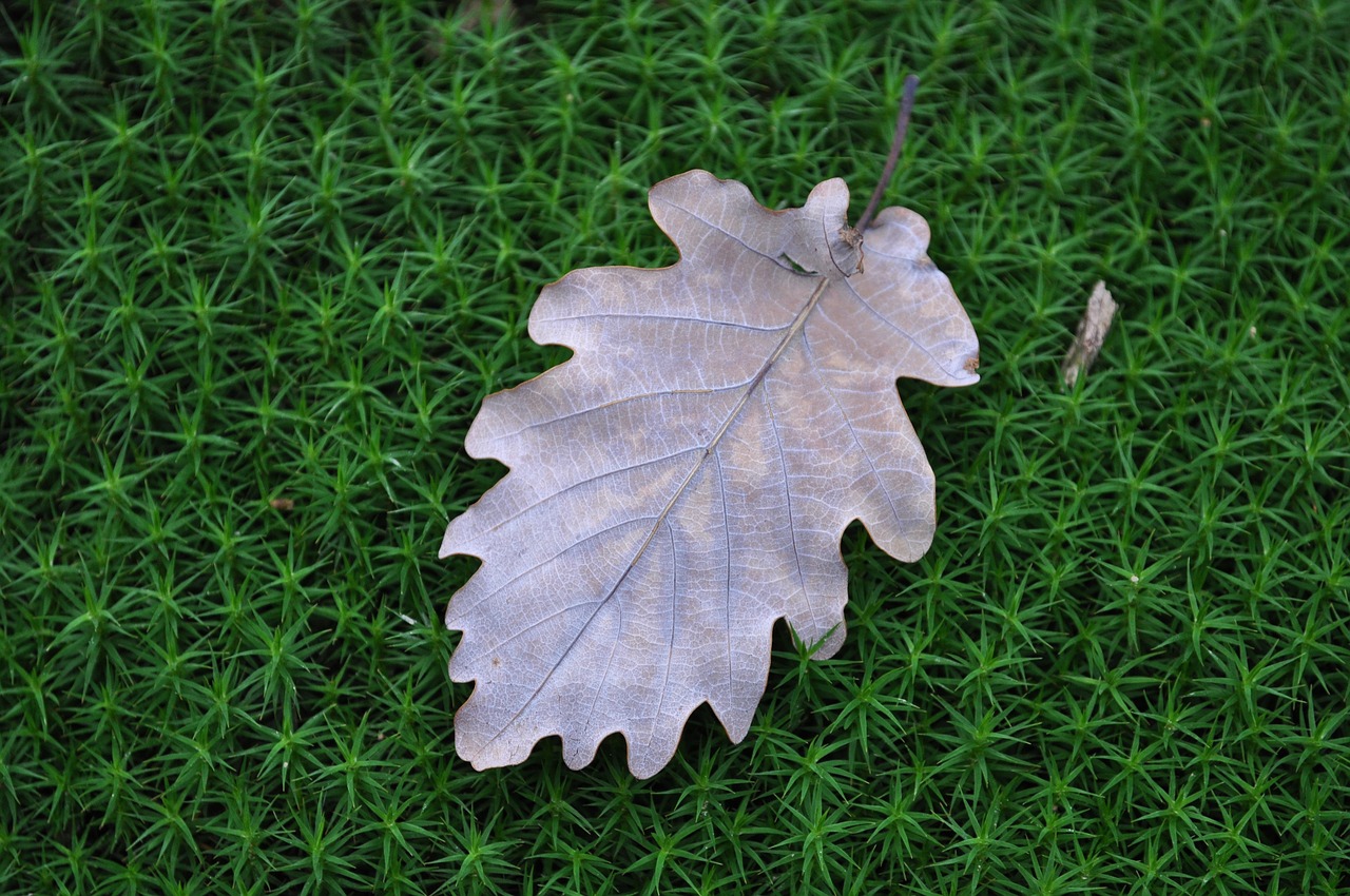 leaf  autumn  nature free photo