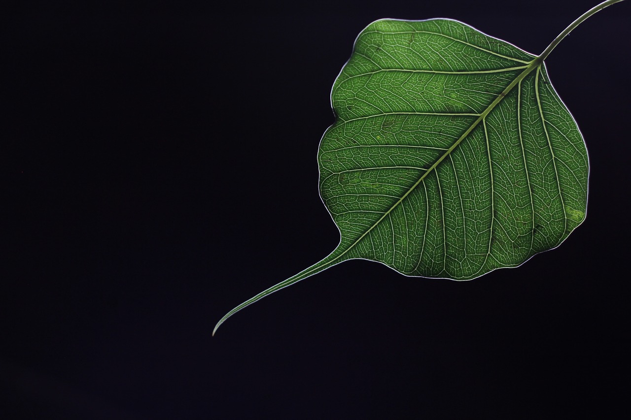 leaf  sacred fig  peepal free photo
