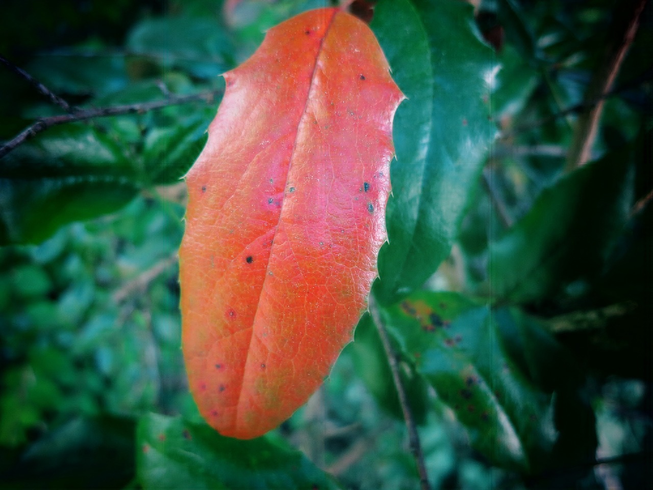 Leaf,red leaf,color,fall foliage,free pictures - free image from ...