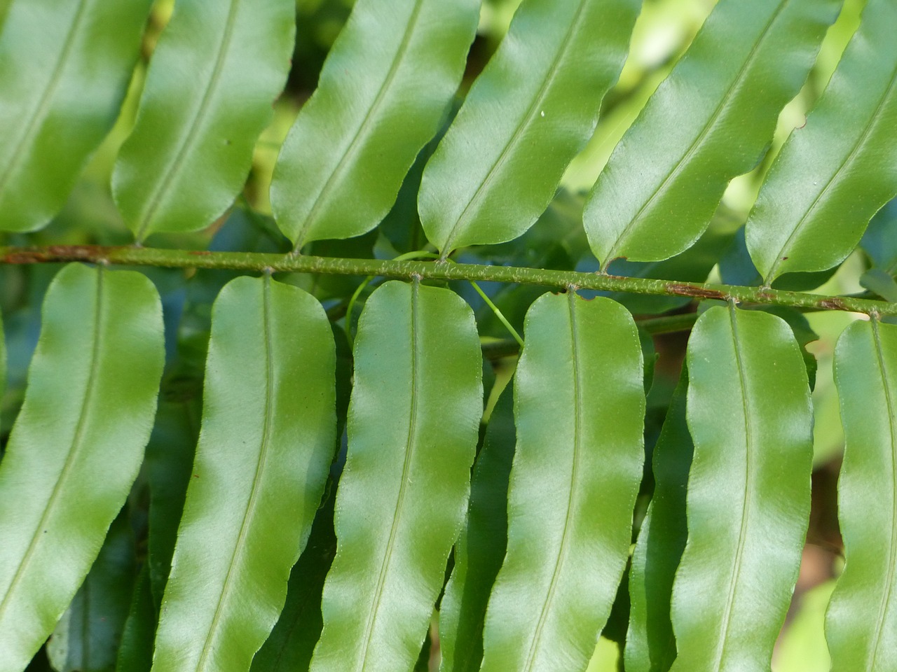 leaf green background free photo