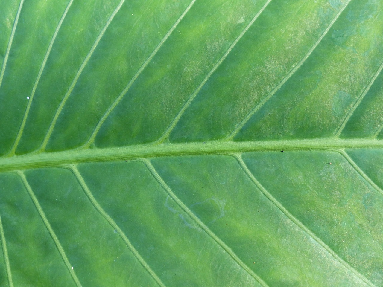 leaf background green free photo